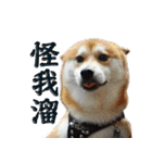 柴犬大好き（個別スタンプ：23）