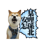 柴犬大好き（個別スタンプ：24）