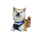 柴犬大好き（個別スタンプ：26）