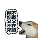 柴犬大好き（個別スタンプ：27）