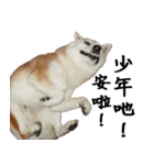 柴犬大好き（個別スタンプ：28）
