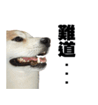 柴犬大好き（個別スタンプ：29）