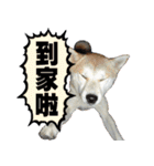 柴犬大好き（個別スタンプ：30）