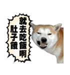 柴犬大好き（個別スタンプ：31）