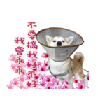 柴犬大好き（個別スタンプ：32）
