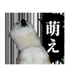 柴犬大好き（個別スタンプ：33）