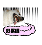 柴犬大好き（個別スタンプ：34）