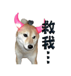 柴犬大好き（個別スタンプ：35）