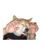 柴犬大好き（個別スタンプ：38）
