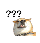 柴犬大好き（個別スタンプ：39）