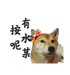 柴犬大好き（個別スタンプ：40）