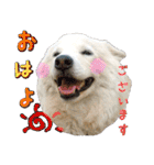 はちです☆（個別スタンプ：1）