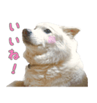 はちです☆（個別スタンプ：3）