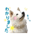 はちです☆（個別スタンプ：7）