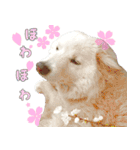 はちです☆（個別スタンプ：26）