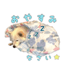 はちです☆（個別スタンプ：38）
