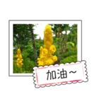 Wildflowers (chinese)（個別スタンプ：2）