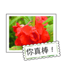 Wildflowers (chinese)（個別スタンプ：3）