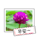 Wildflowers (chinese)（個別スタンプ：6）