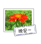 Wildflowers (chinese)（個別スタンプ：7）