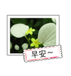 Wildflowers (chinese)（個別スタンプ：11）