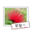 Wildflowers (chinese)（個別スタンプ：12）