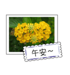 Wildflowers (chinese)（個別スタンプ：14）