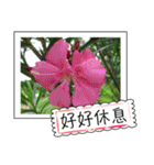 Wildflowers (chinese)（個別スタンプ：15）