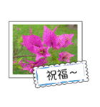 Wildflowers (chinese)（個別スタンプ：17）