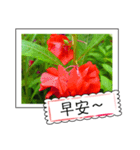 Wildflowers (chinese)（個別スタンプ：19）