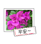 Wildflowers (chinese)（個別スタンプ：20）