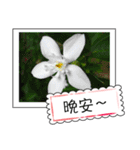 Wildflowers (chinese)（個別スタンプ：21）