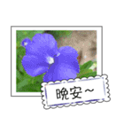 Wildflowers (chinese)（個別スタンプ：22）