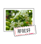 Wildflowers (chinese)（個別スタンプ：23）