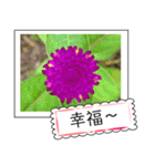 Wildflowers (chinese)（個別スタンプ：24）