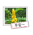 Wildflowers (chinese)（個別スタンプ：25）