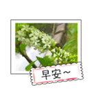 Wildflowers (chinese)（個別スタンプ：26）