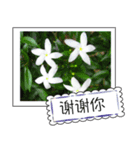 Wildflowers (chinese)（個別スタンプ：27）