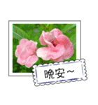 Wildflowers (chinese)（個別スタンプ：29）