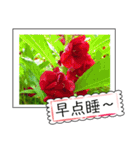 Wildflowers (chinese)（個別スタンプ：30）