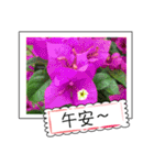 Wildflowers (chinese)（個別スタンプ：32）