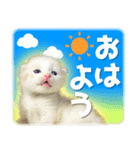 仔猫のみつば（個別スタンプ：1）