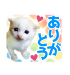 仔猫のみつば（個別スタンプ：3）