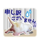 仔猫のみつば（個別スタンプ：5）