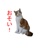 ゆず写真スタンプ（個別スタンプ：4）