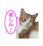 ゆず写真スタンプ（個別スタンプ：6）