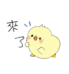 Chick Pipi（個別スタンプ：8）