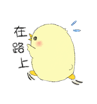 Chick Pipi（個別スタンプ：10）