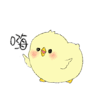 Chick Pipi（個別スタンプ：16）