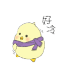 Chick Pipi（個別スタンプ：21）